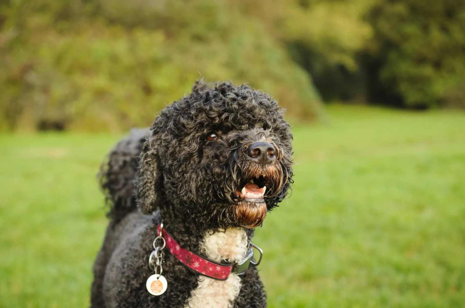 portuguese water dog in the park