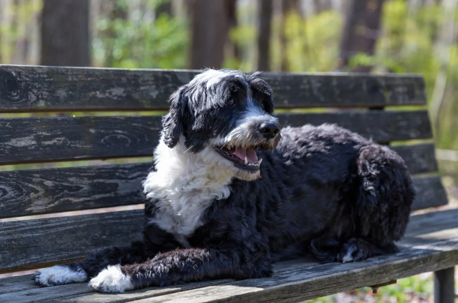 portuguese water dog sitting on the bench
