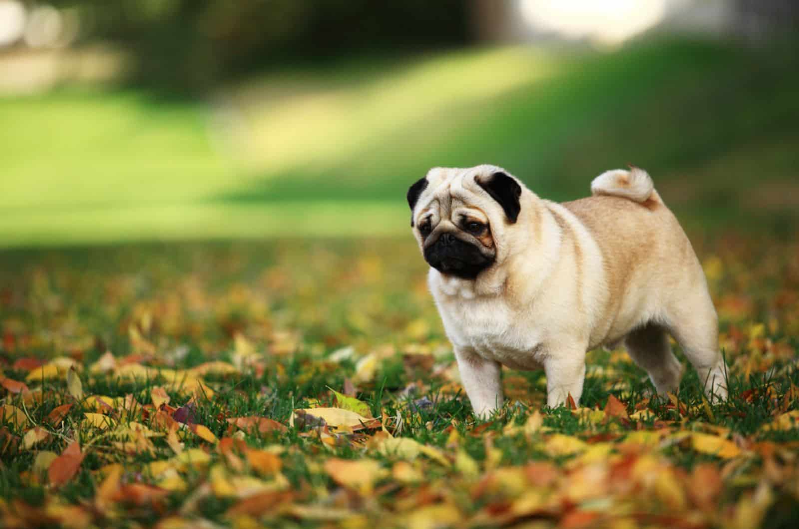 pug dog in the park in autumn