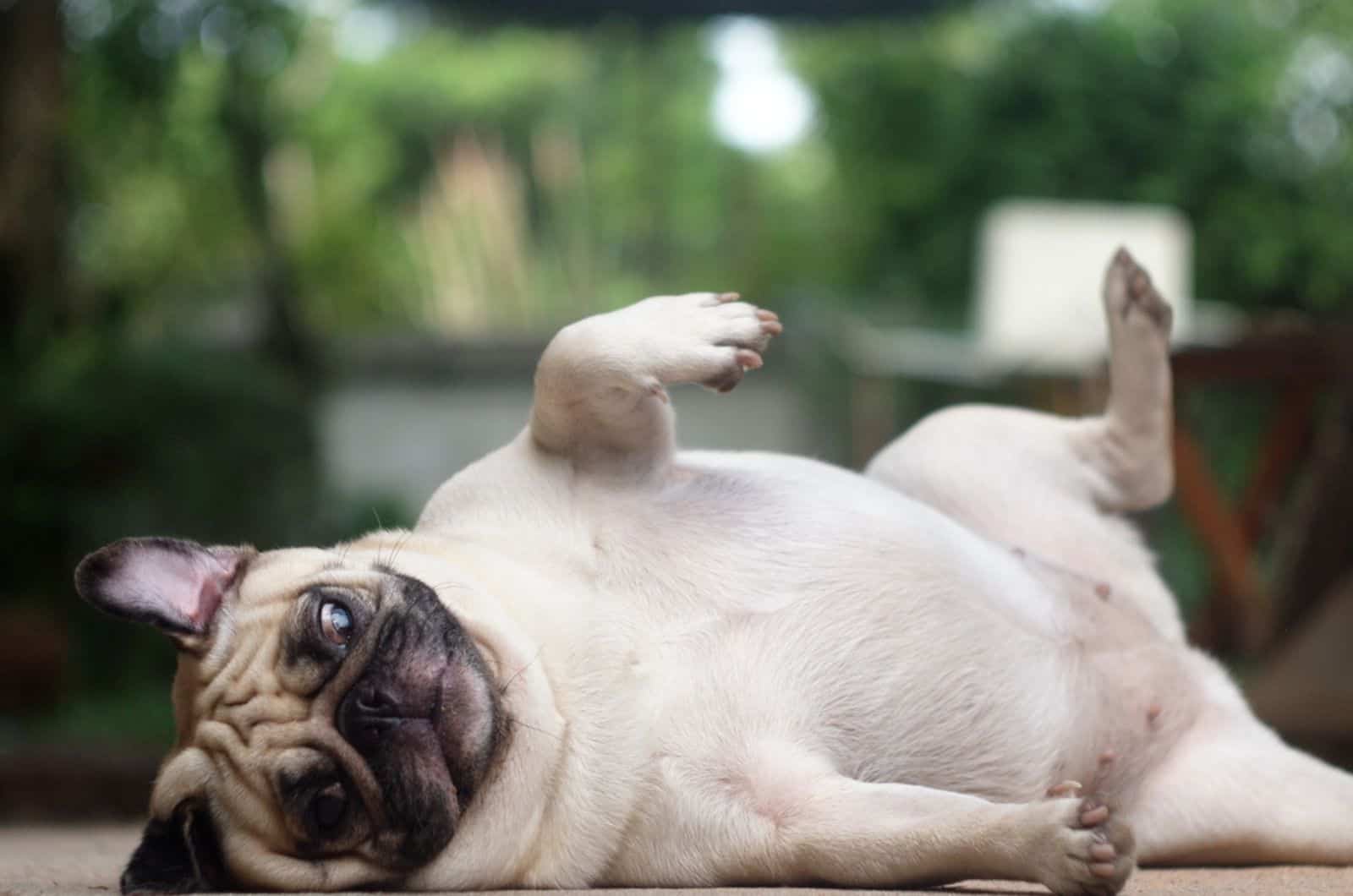 pug dog laying and rolling on the floor