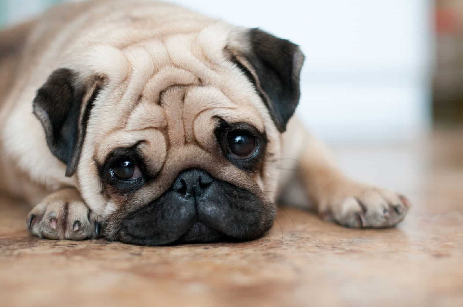 pug dog lying down on the floor