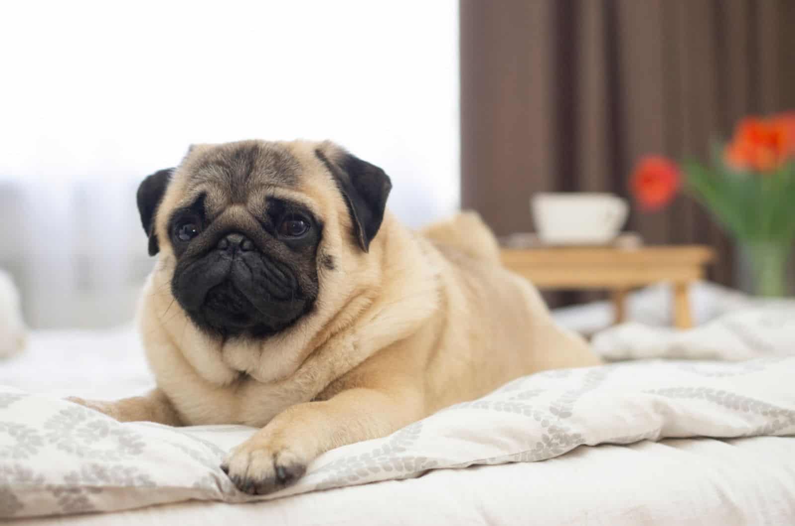 pug dog lying on the bed in the apartment