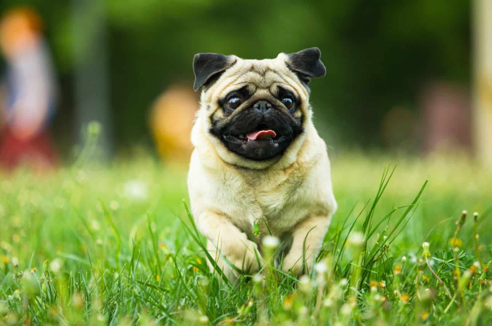 pug dog running in the park