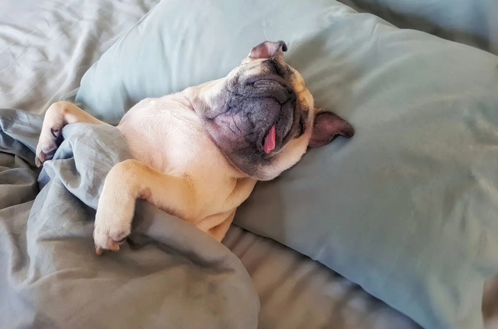 pug dog sleeping in the bed