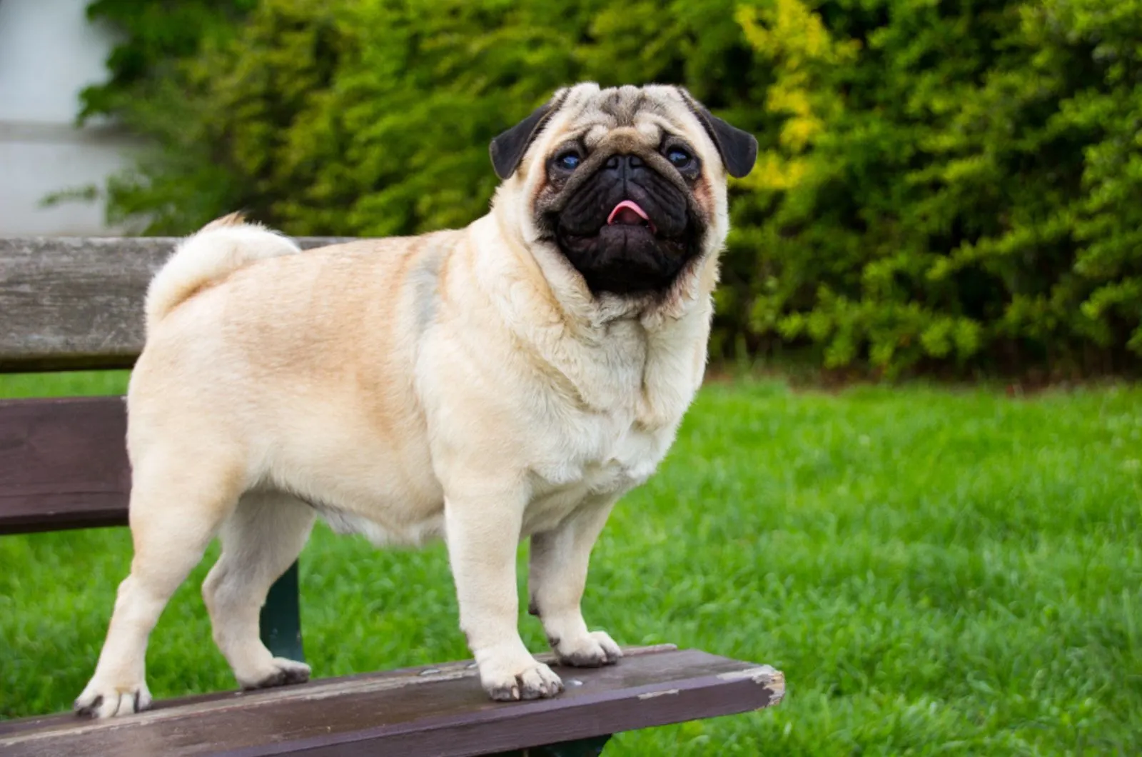 pug dog standing on the bench in the park