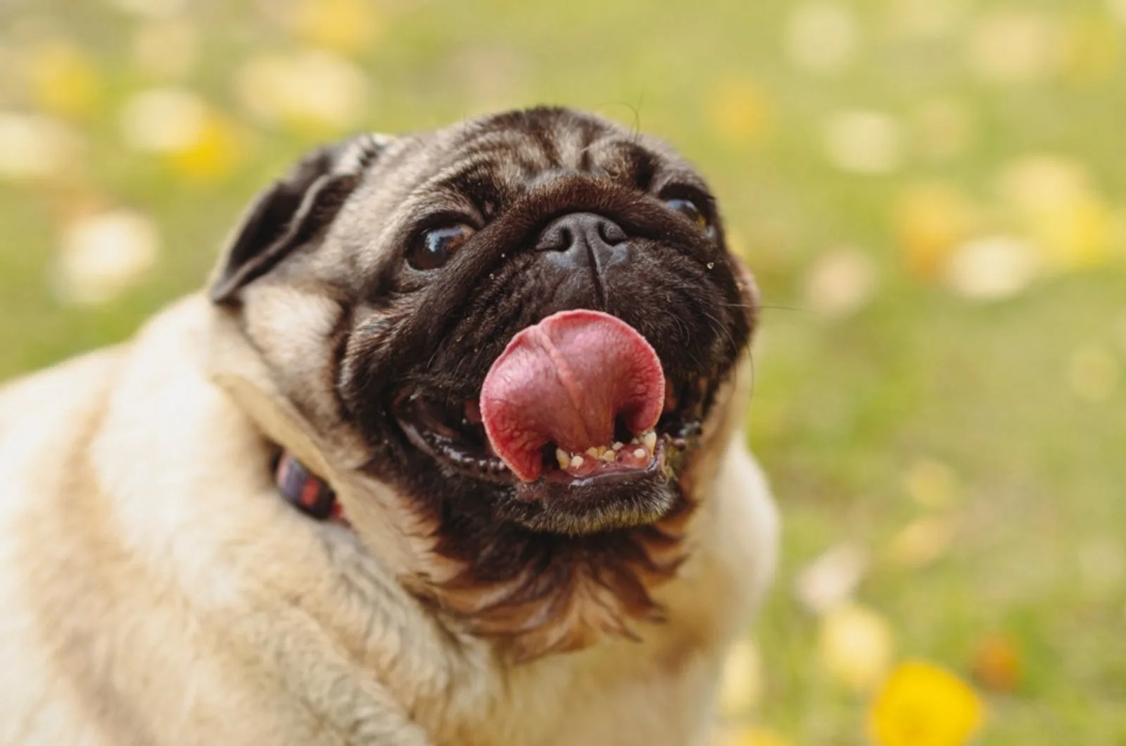 pug dog with an open mouth and his tongue sticking ou