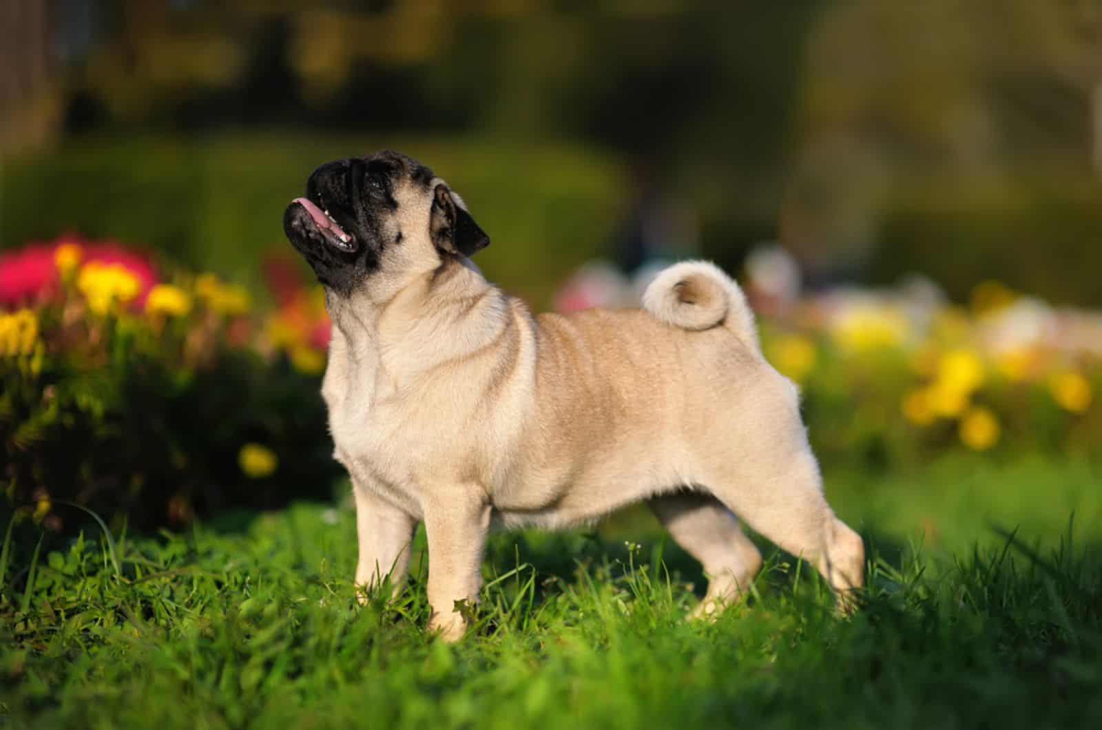 pug dog in the park
