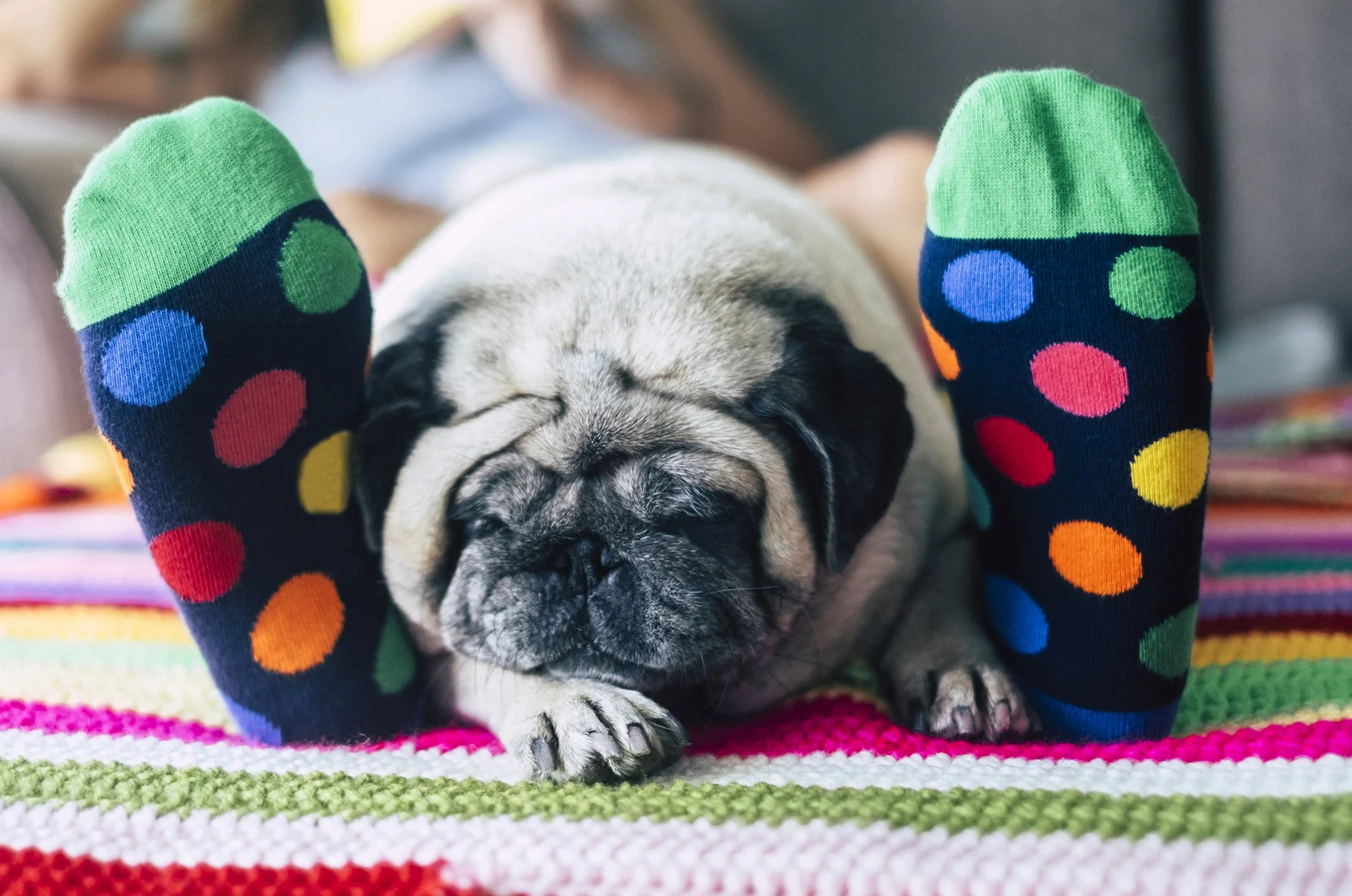 Pug durmiendo entre las piernas de su dueño.