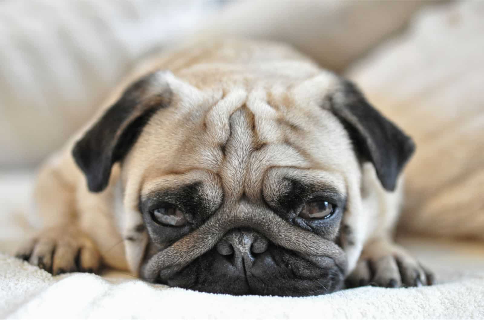 pug lying in the bed