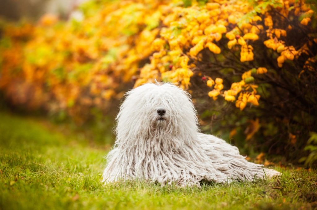 puli dog in the park