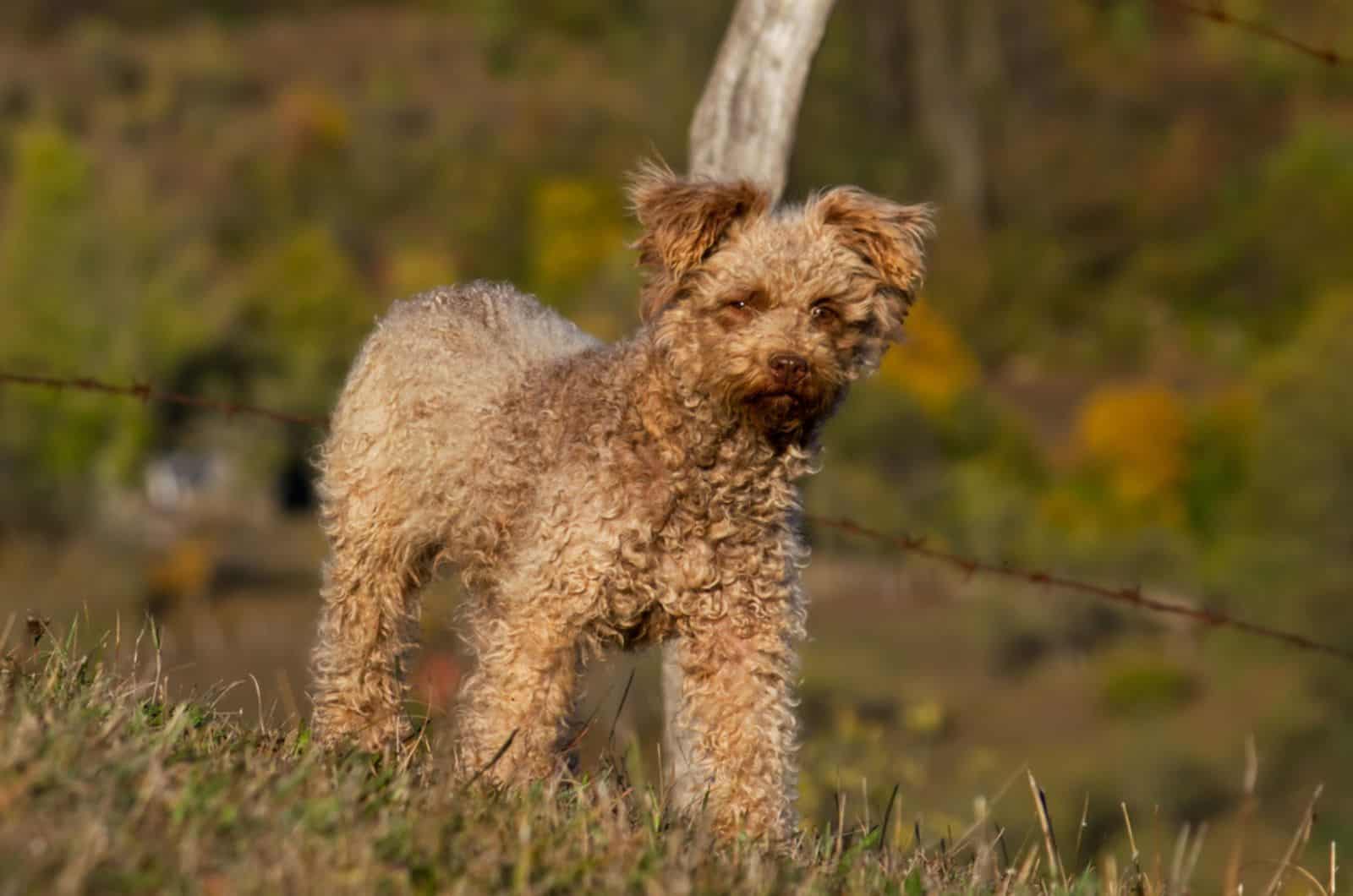 pumi dog in nature