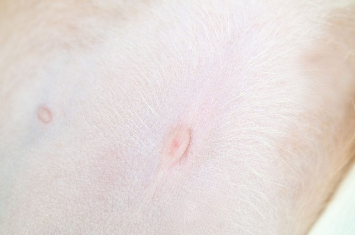 Do Dogs Have Belly Buttons? A Small Guide On Canine Navels