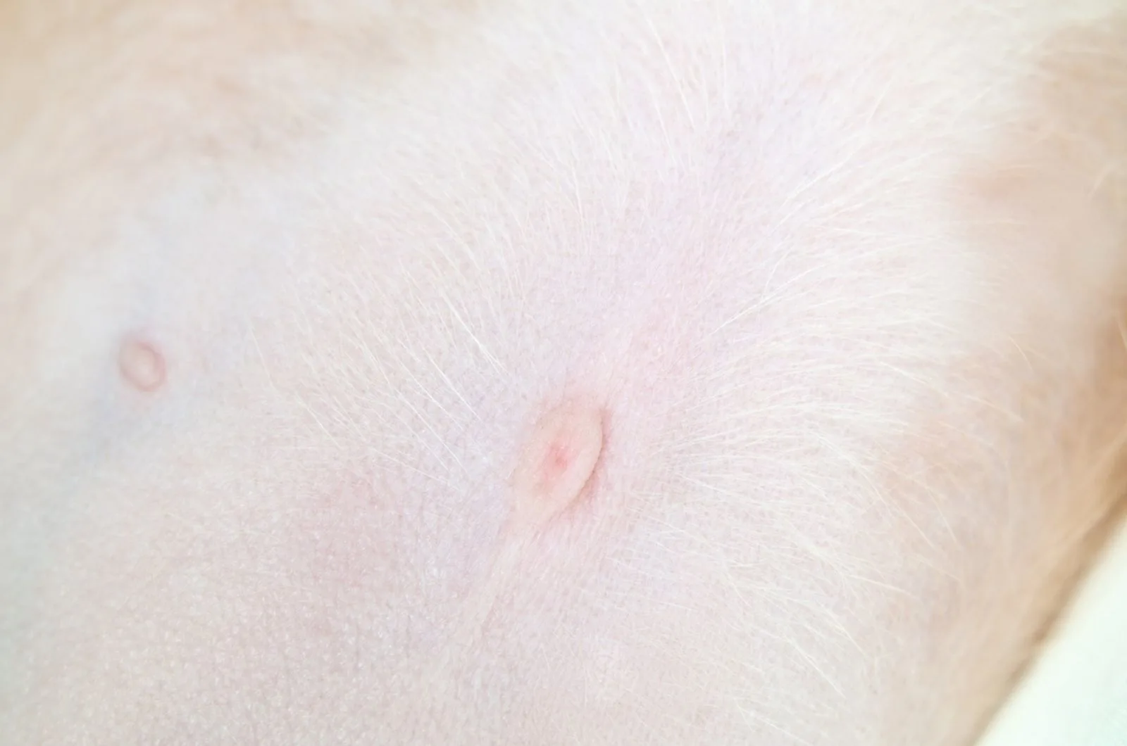 puppy belly button