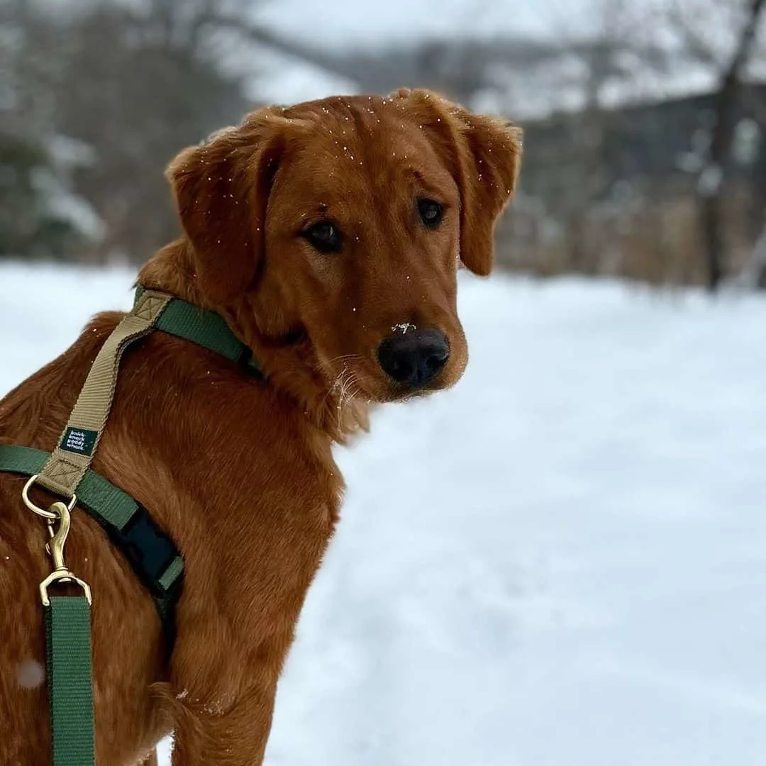 red golden retriever in the snow