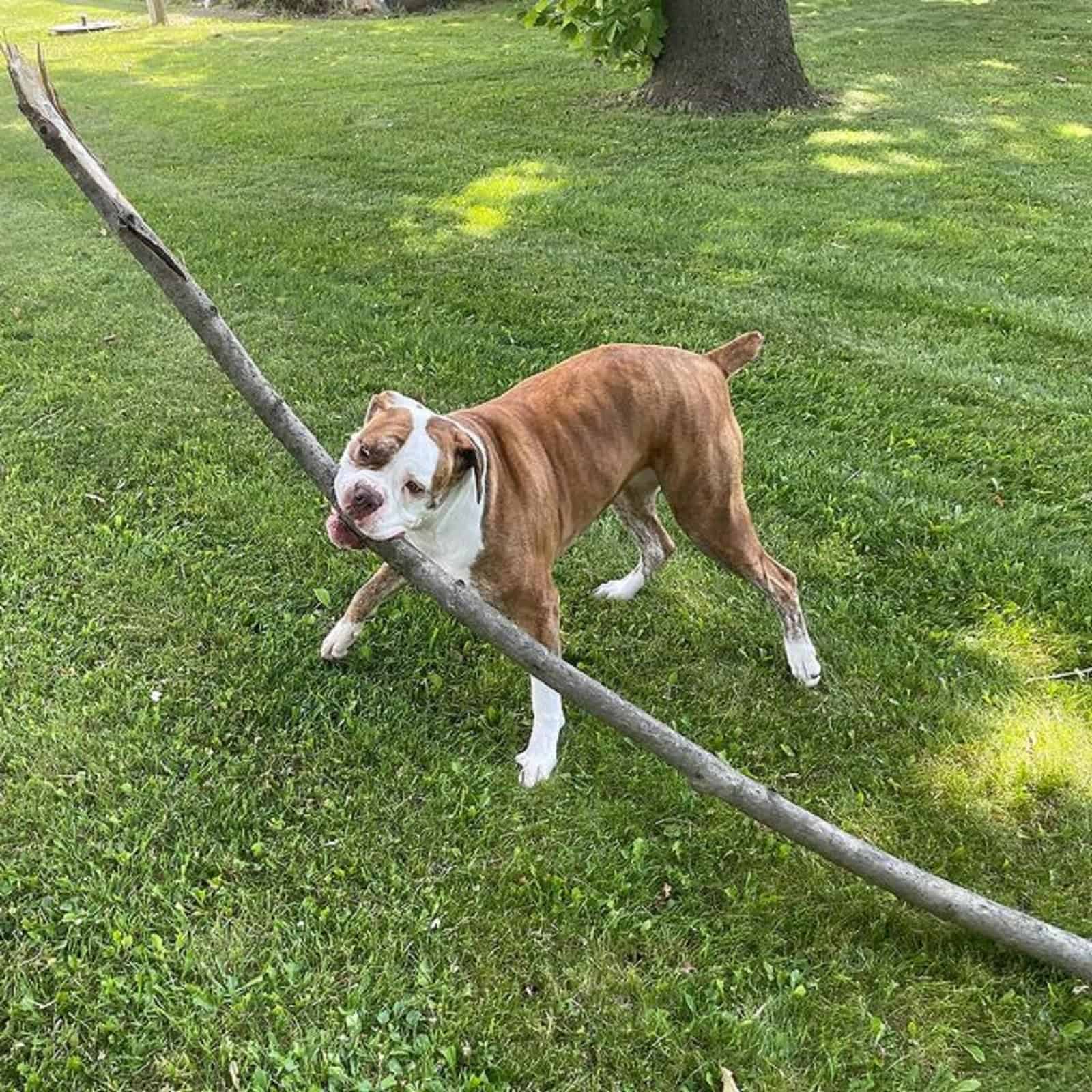 red-tiger bulldog playing in the park