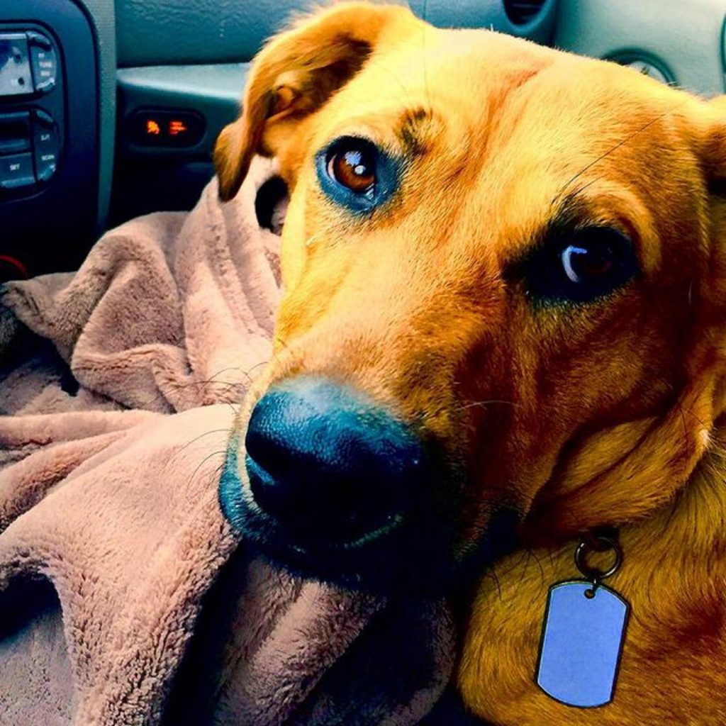 rhodesian ridgeback german shepherd dog in the car