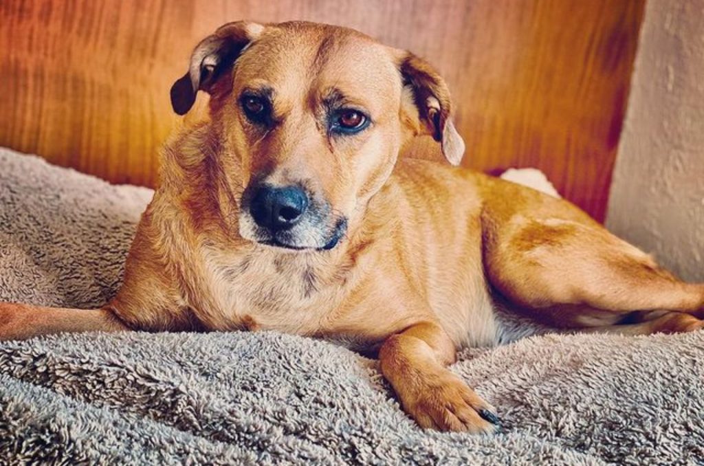 rhodesian ridgeback german shepherd mix lying on the bed