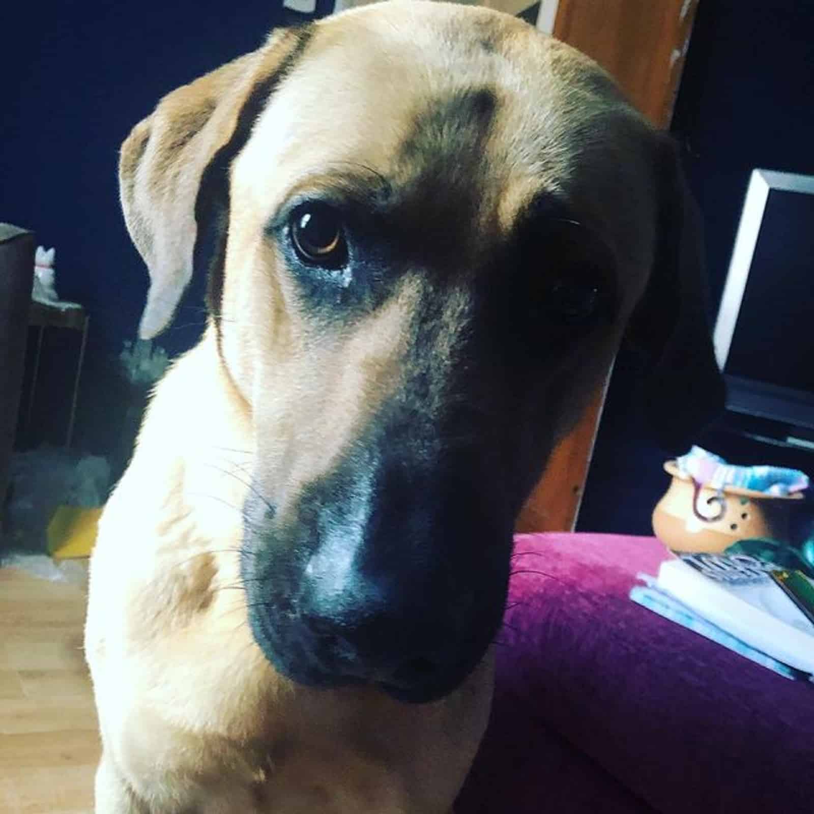 rhodesian ridgeback german shepherd mix dog looking into camera