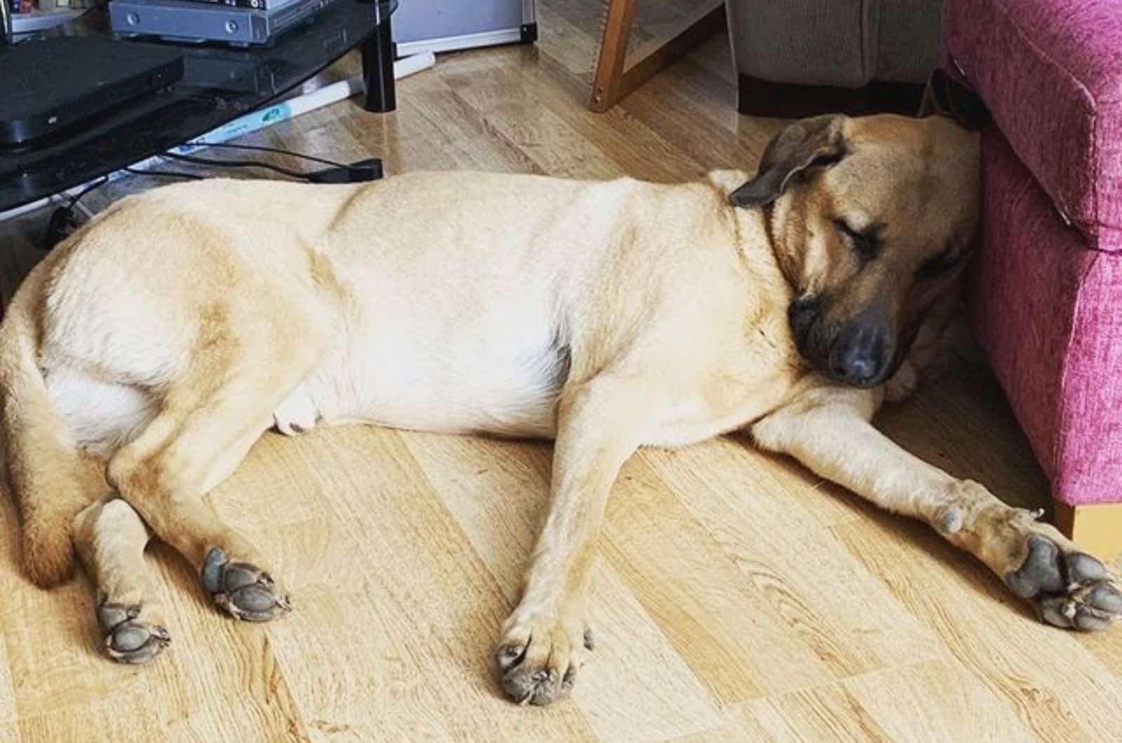 rhodesian ridgeback german shepherd sleeping on the floor