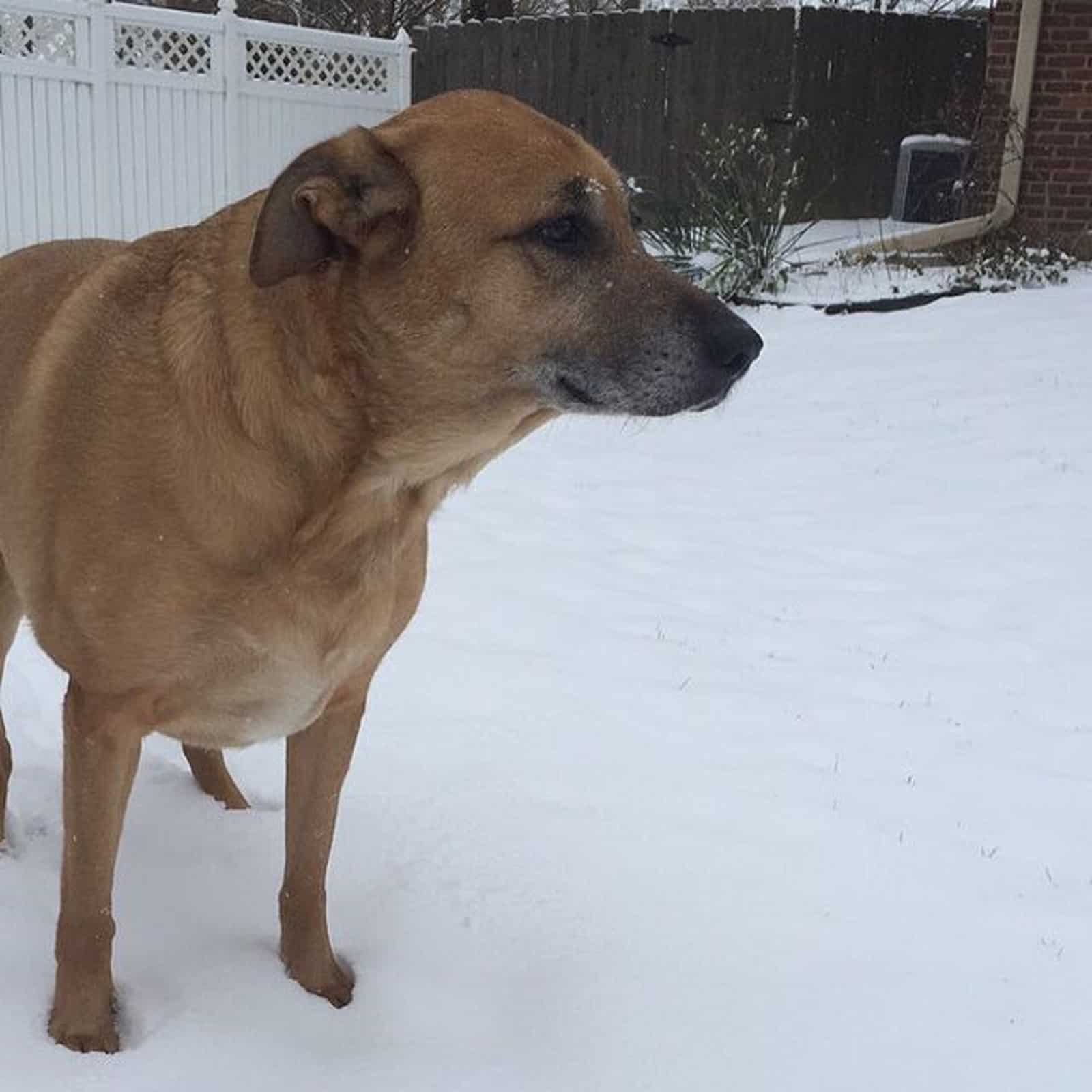 rhodesian ridgeback german shepherd in the snow