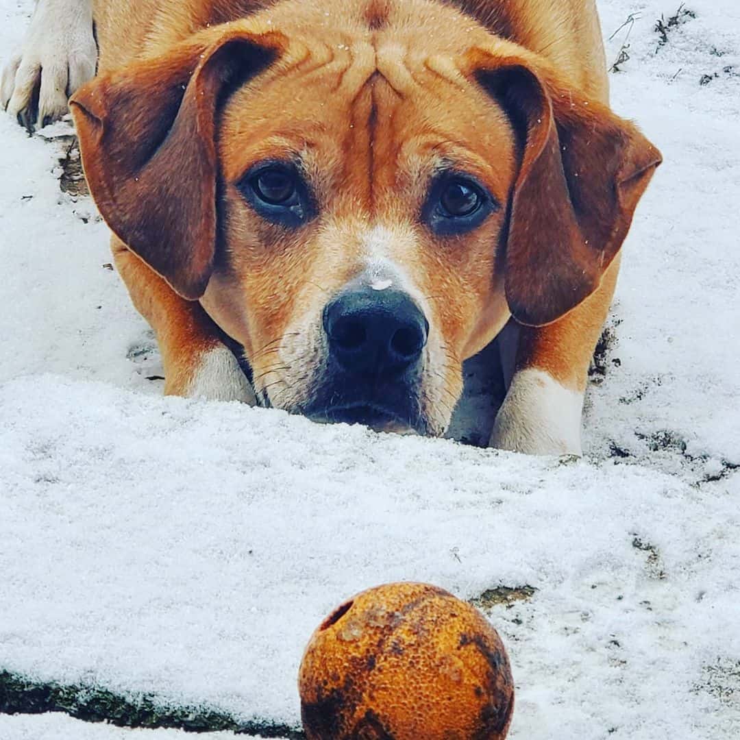 rhodesian ridgeback pitbull mix in snow