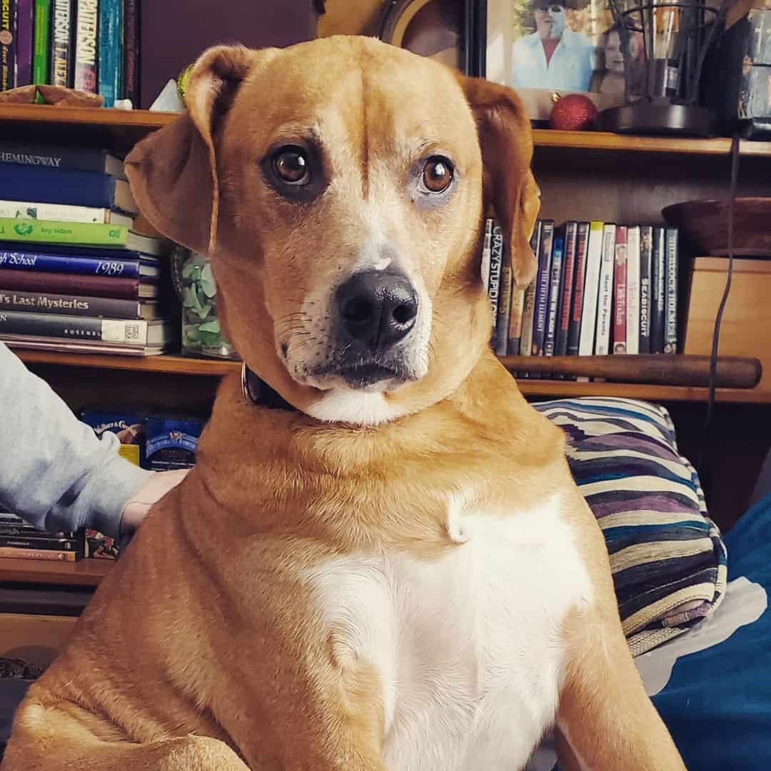 rhodesian ridgeback pitbull mix portrait