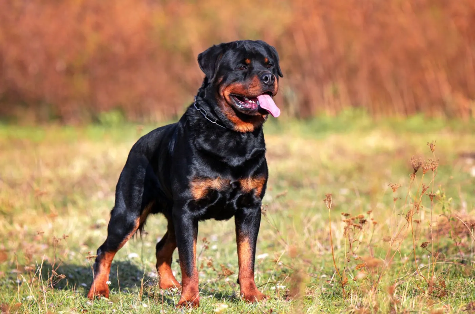 rottweiler dog standing in nature