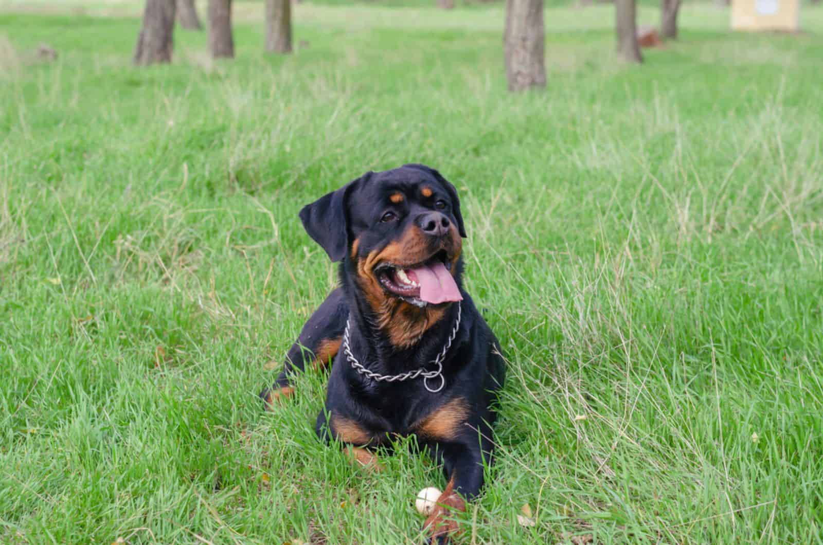 rottweiler lying on the grass