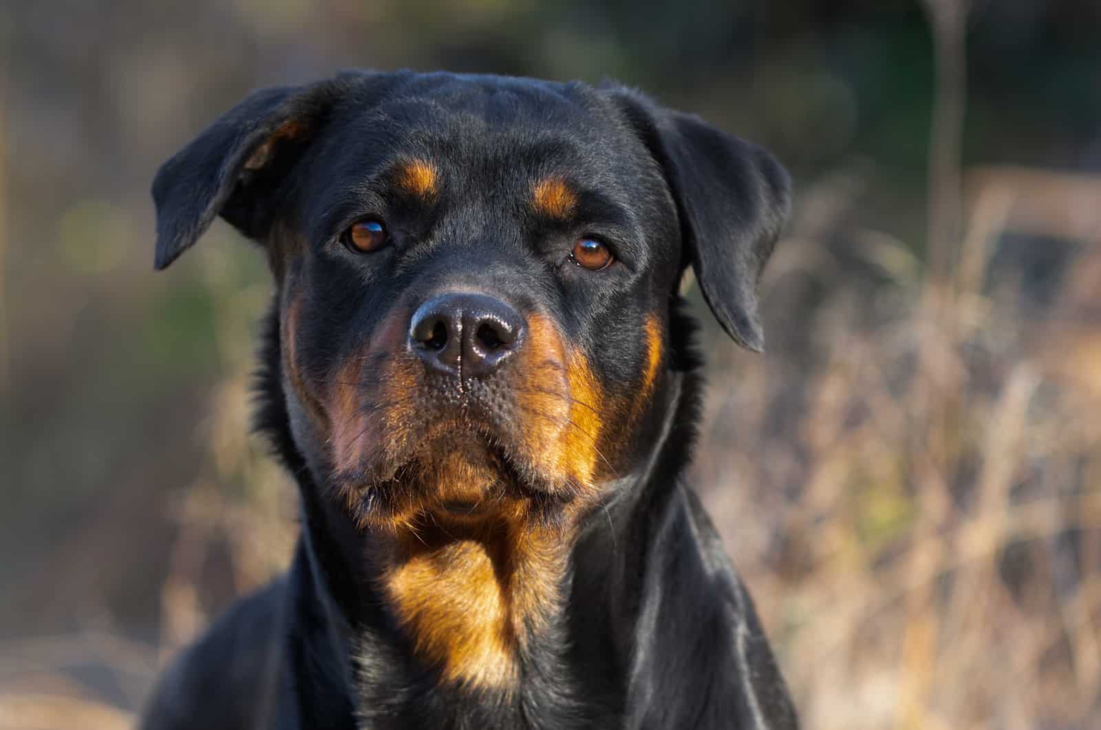 close-up portrait of an adult rottweiler 