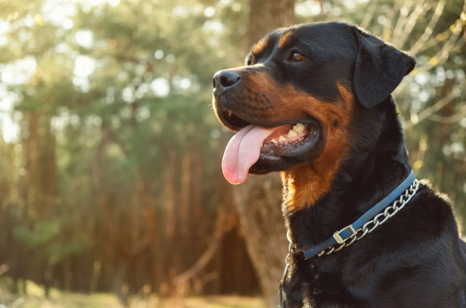 rottweiler dog with his tongue out
