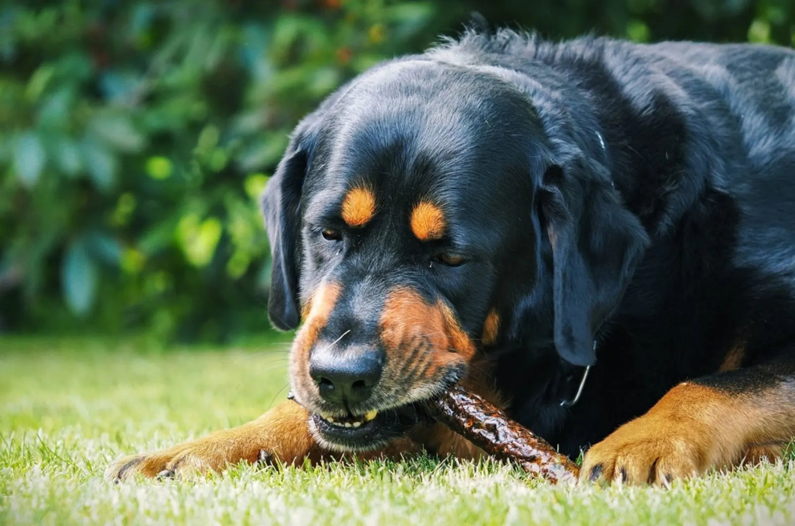 rottweiler dog eating a stick in the yard
