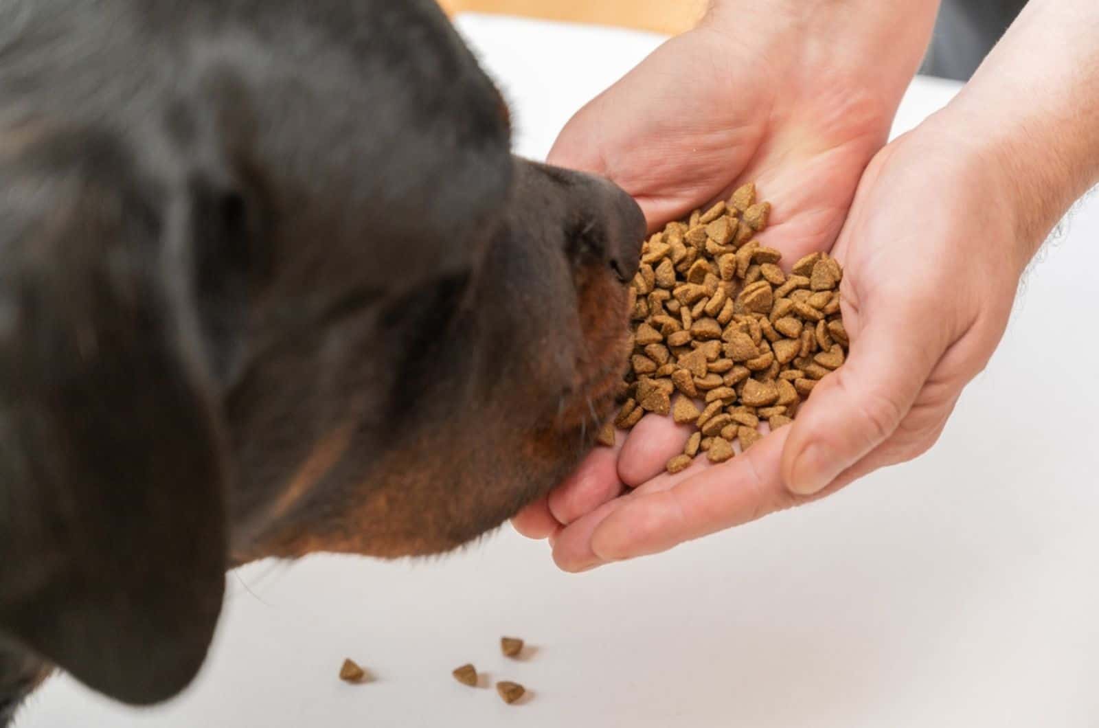 rottweiler dog eating dry food from the owner's palms