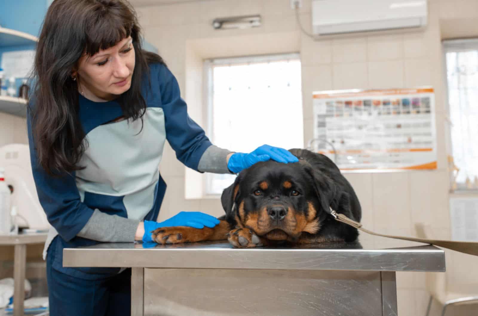 rottweiler dog in vet clinic at exam