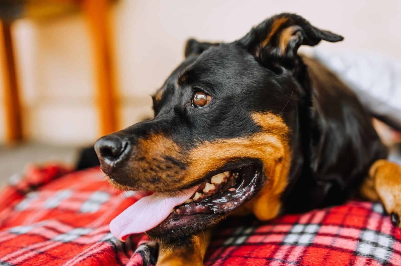 rottweiler dog lying on the blanket