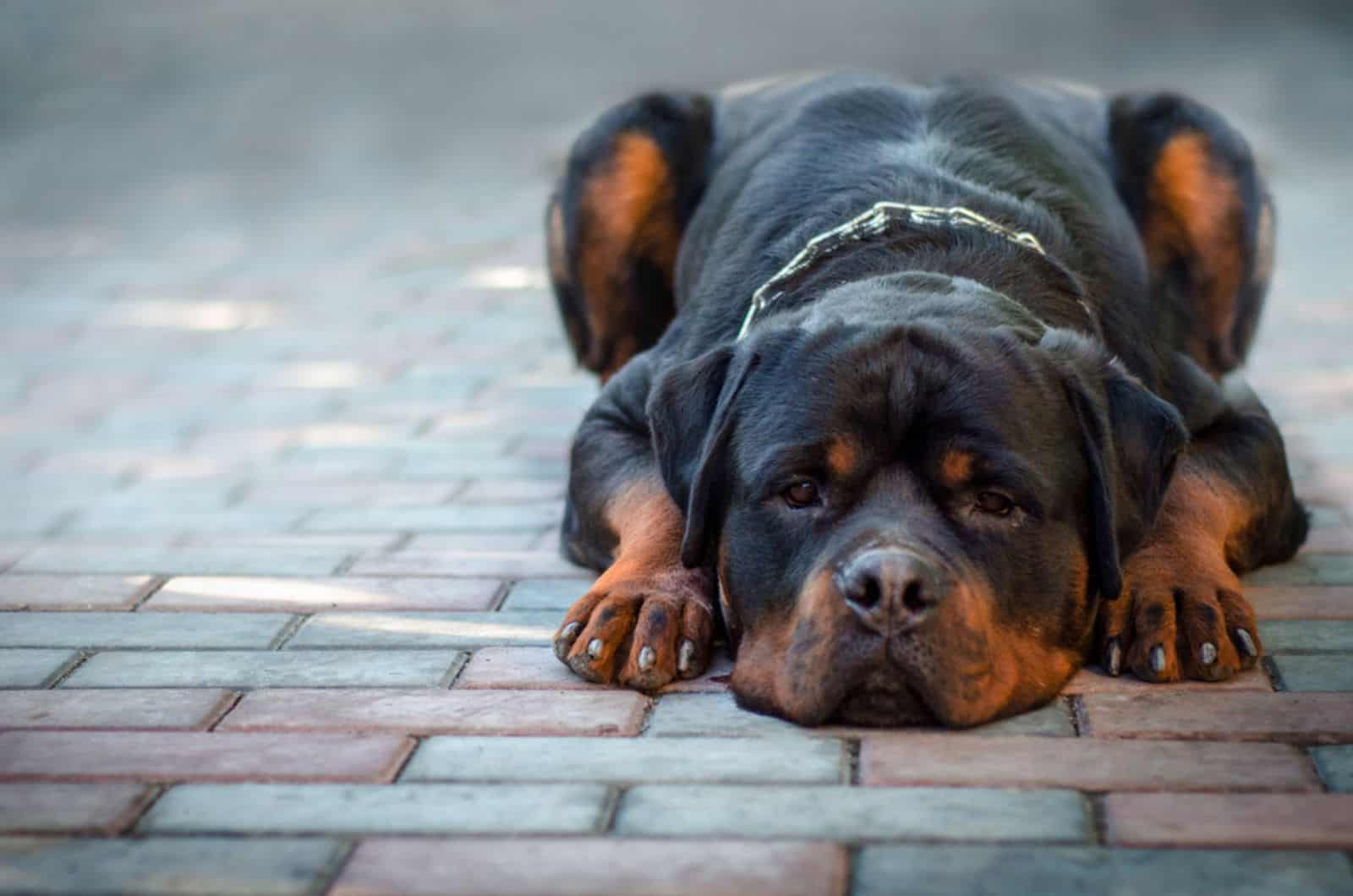 rottweiler dog lying on the ground