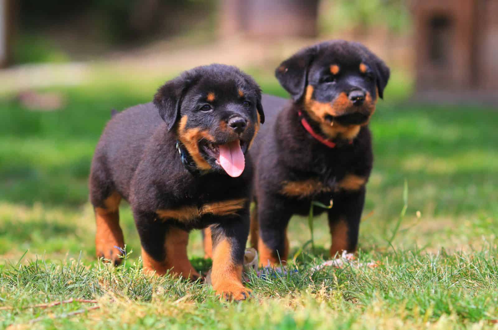 rottweiler puppies walking on the lawn