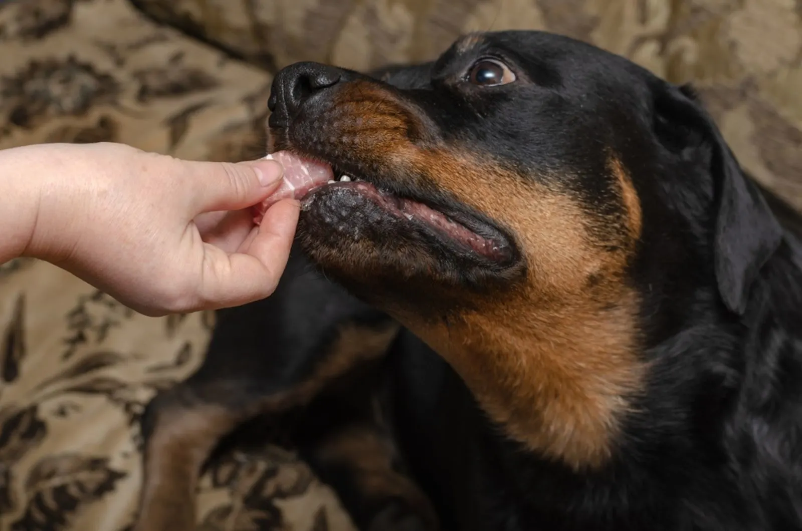 rottweiler takes a piece of meat  from the owner's hand