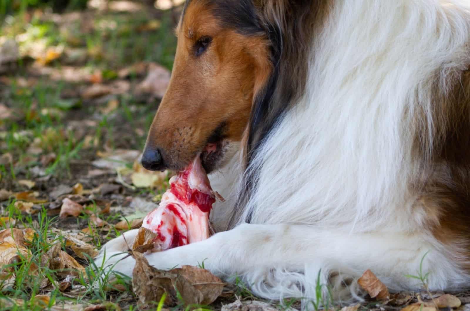 rough collie eating a big bone with raw meat outdoors