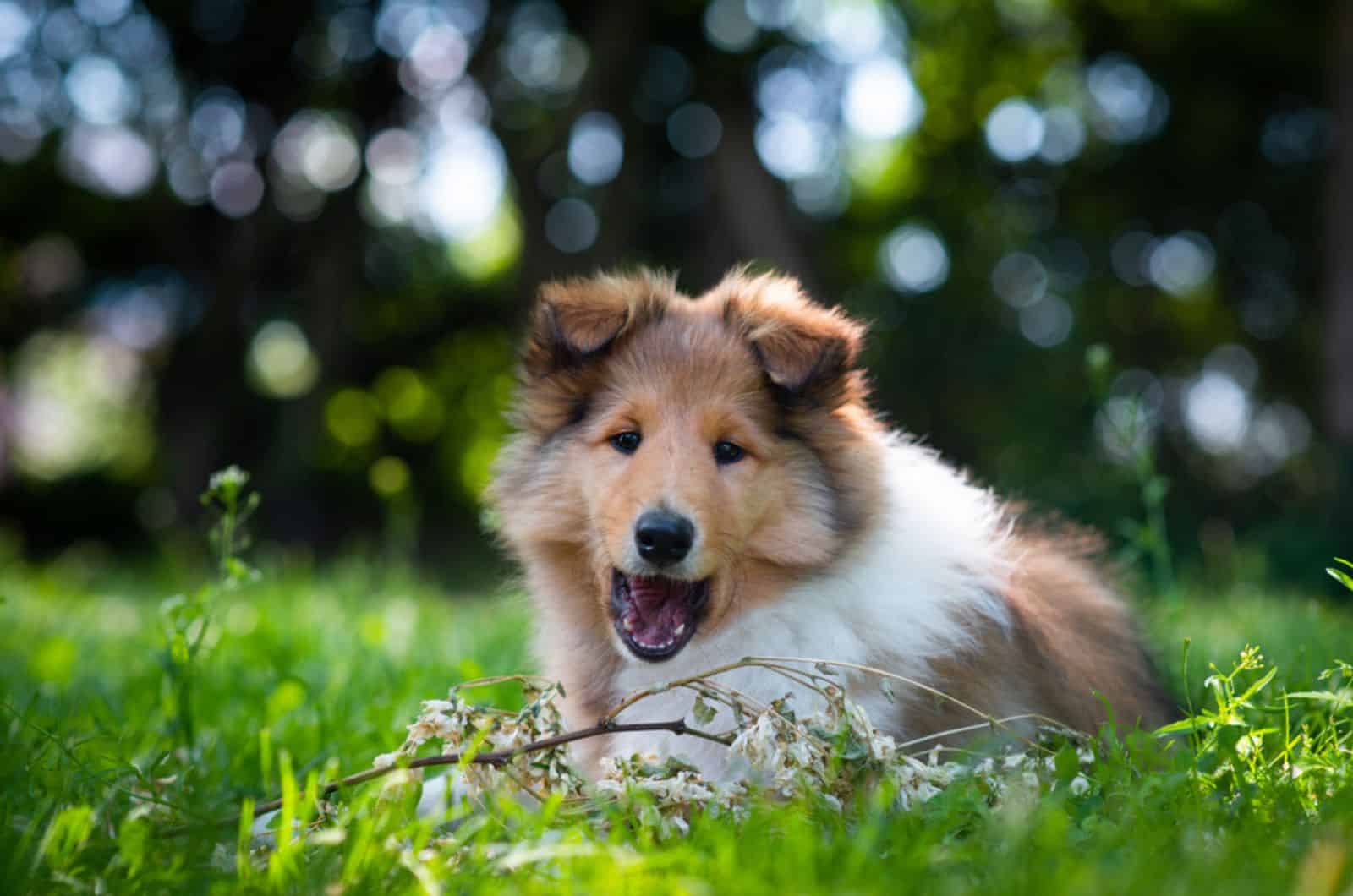 rough collie puppy lying in the grass