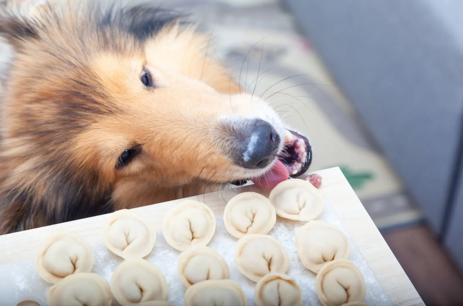 rough collie stealing food from the table