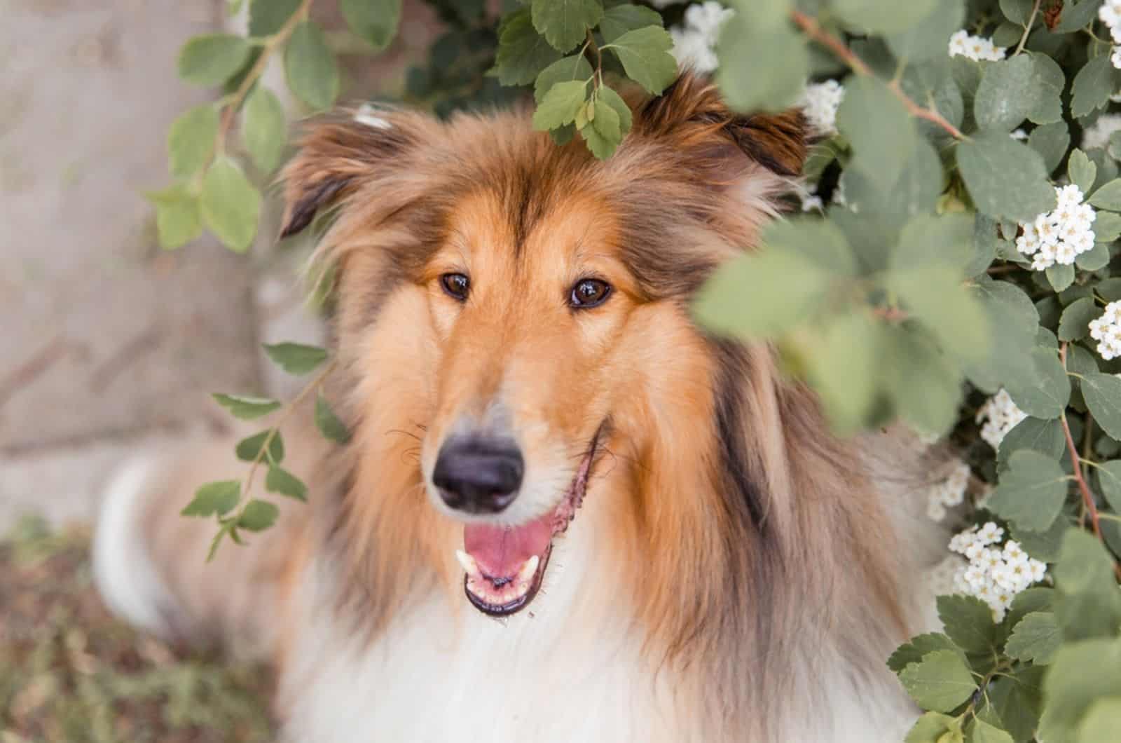 rough collie dog in the garden