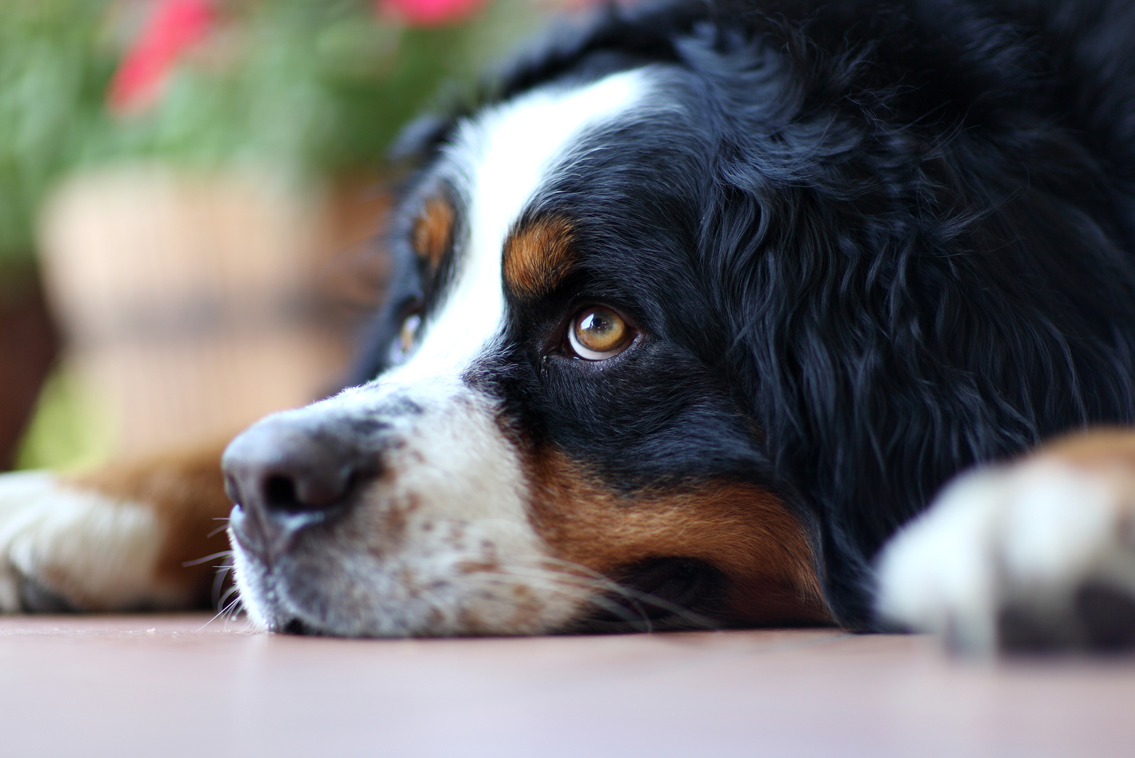 sad bernese mountain dog