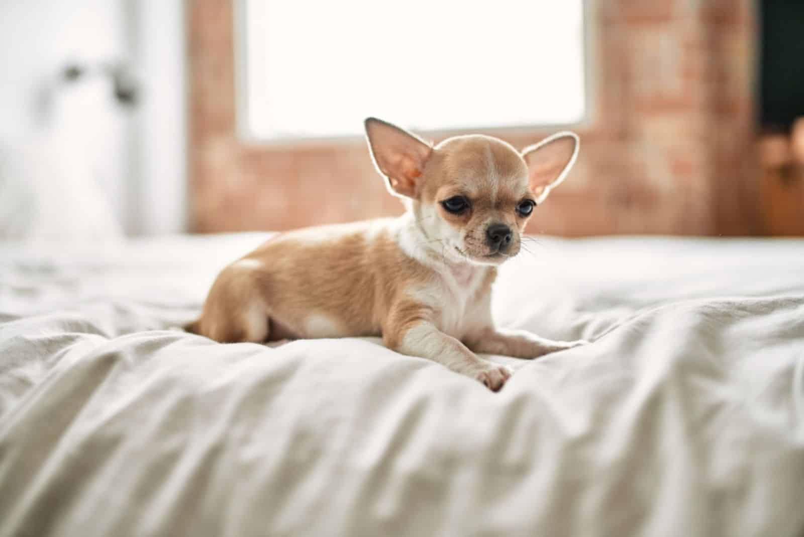 sad chihuahua is lying on the bed