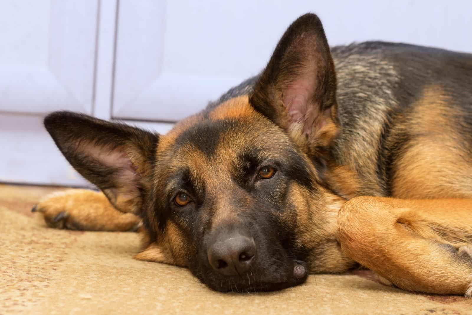 sad german shepherd lies on the carpet