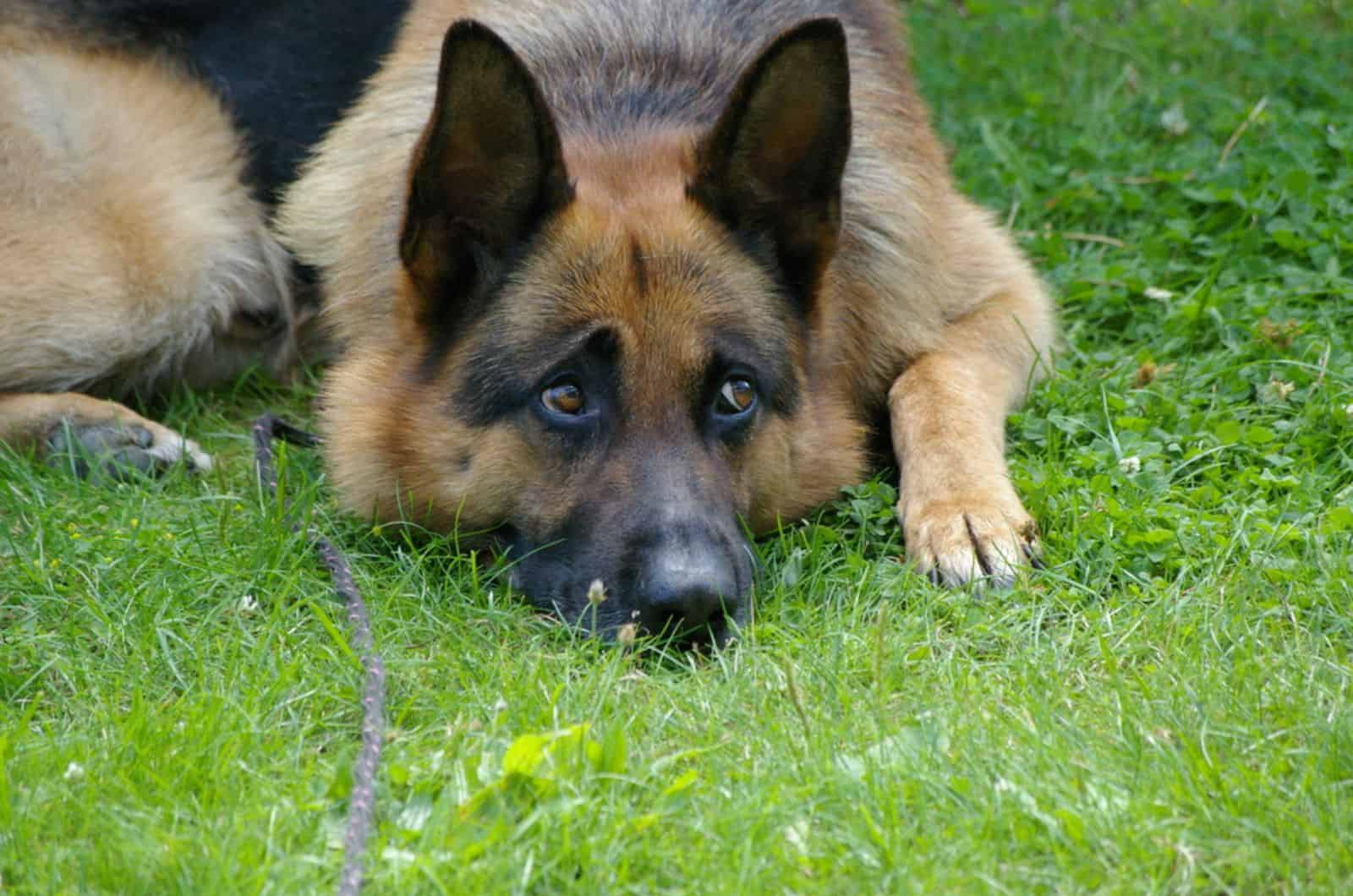 sad german shepherd lying on the grass