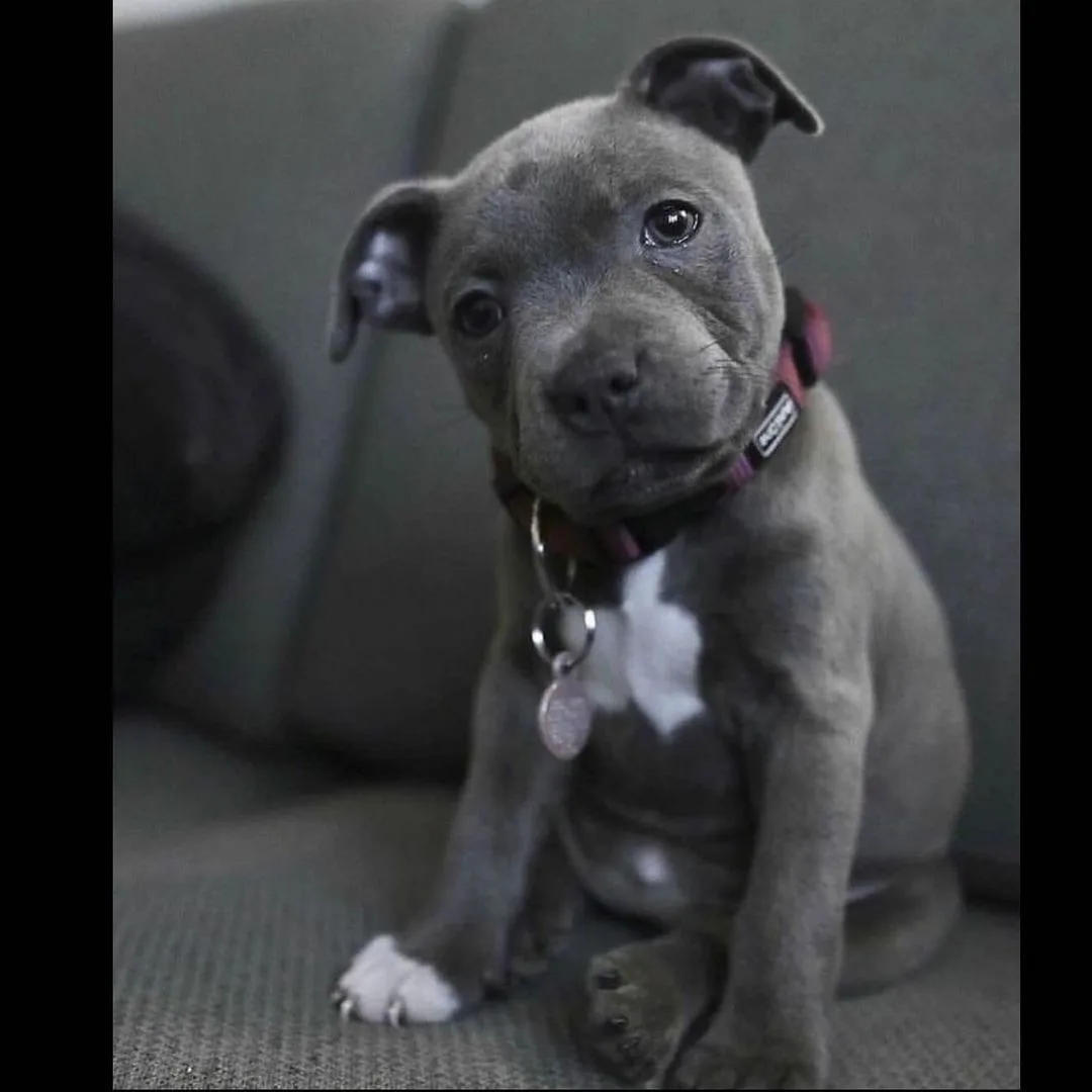sad pit bull puppy sitting on the couch