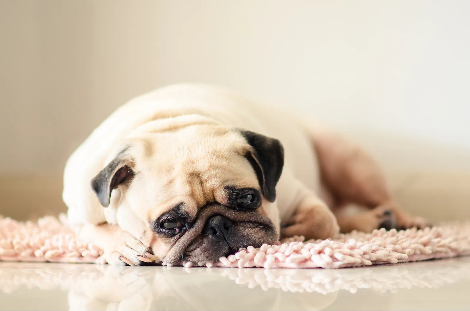 Triste pug yace en el suelo