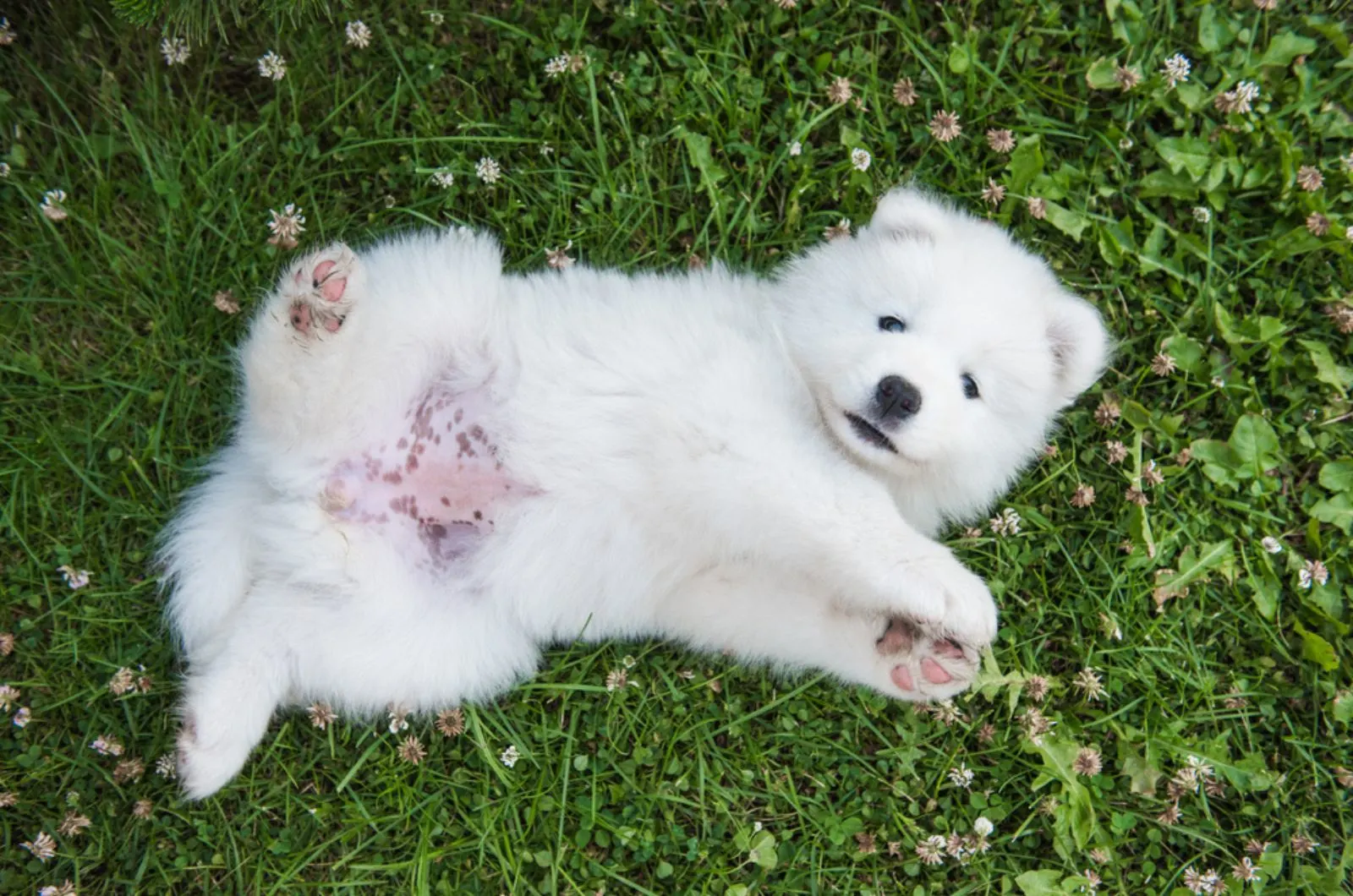 samoyed puppy lying on his back in the grass