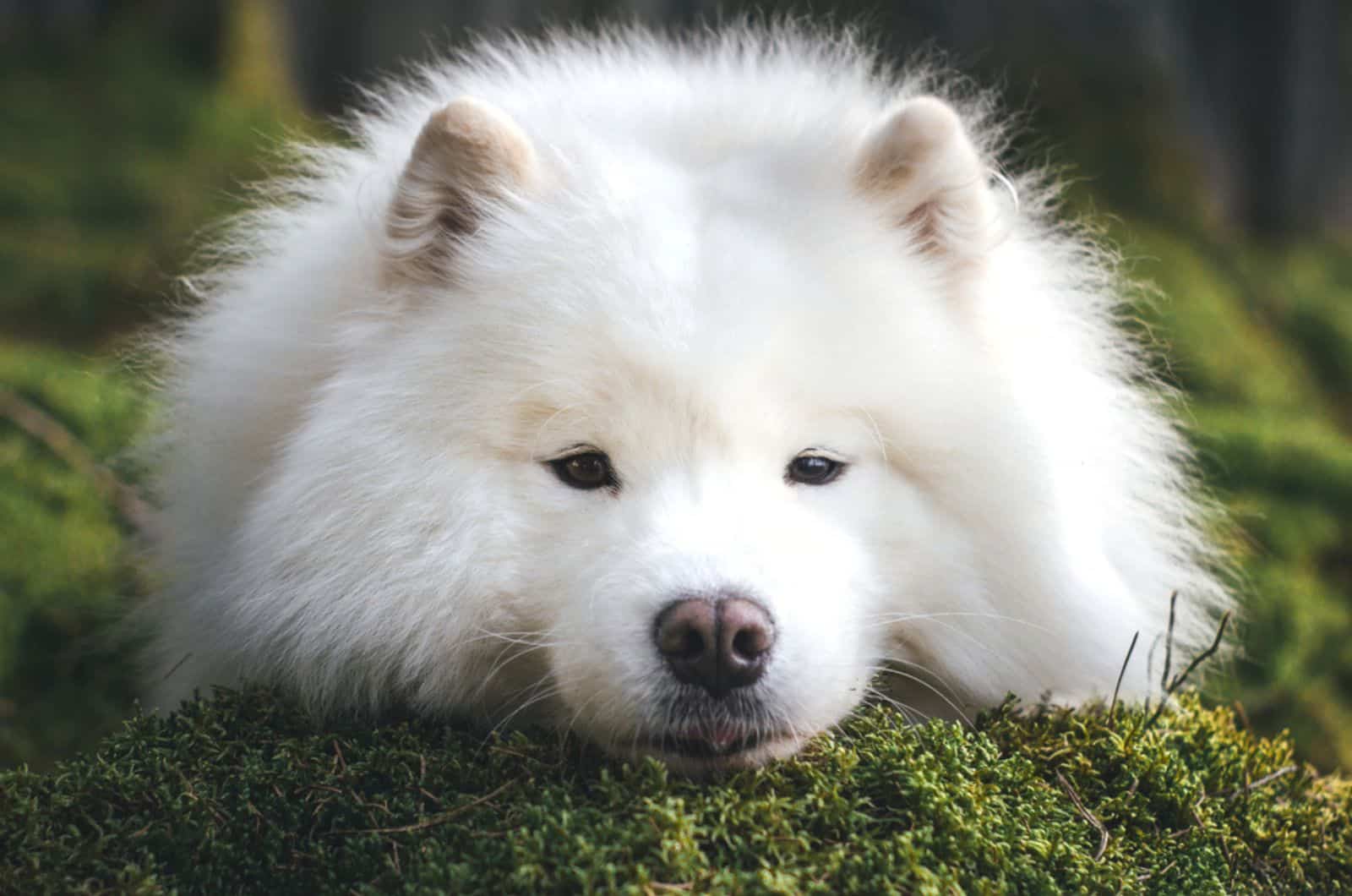 samoyed dog in nature