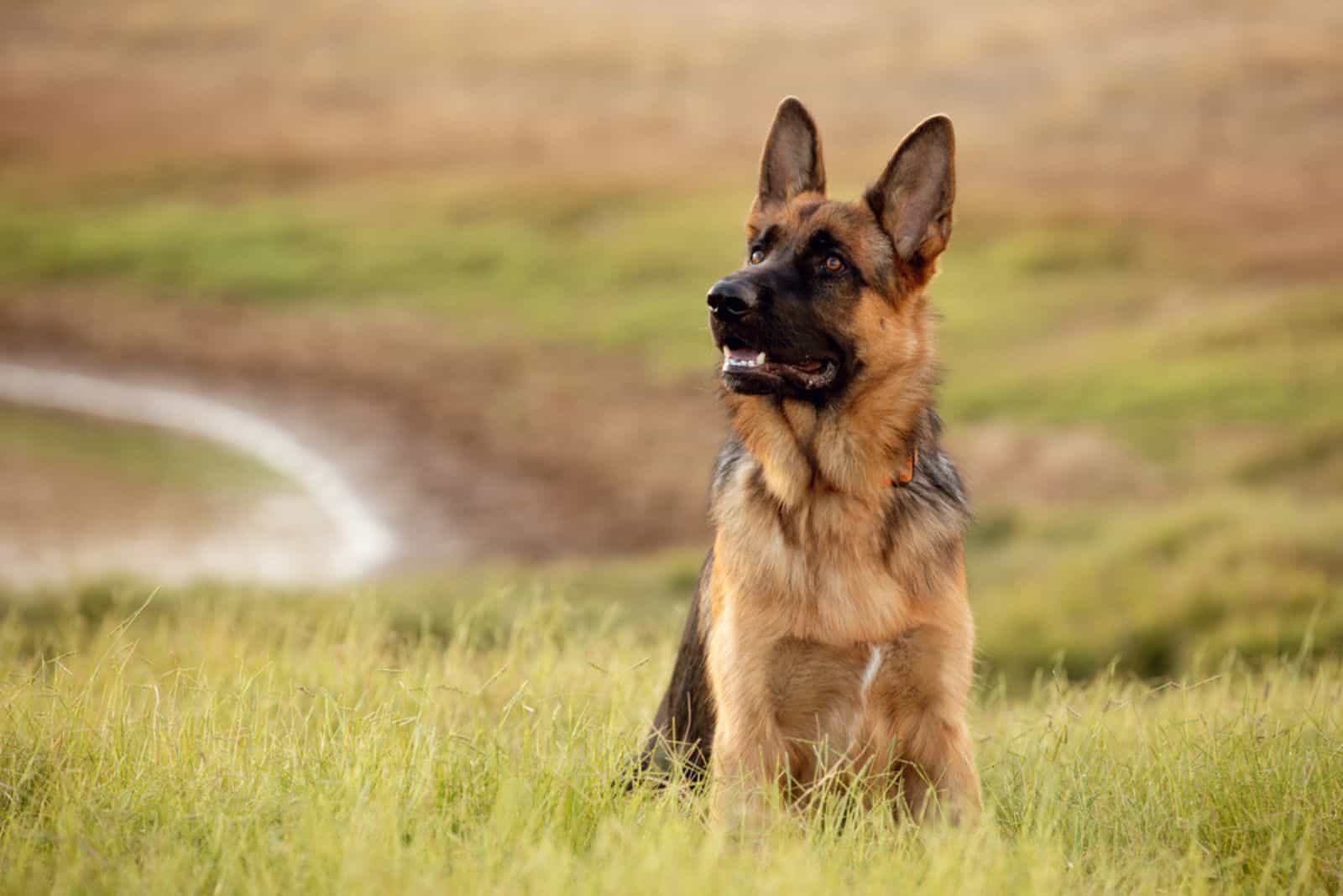 scared german shepherd sitting on the grass